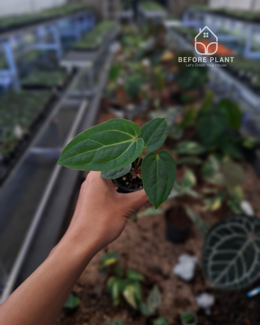 Anthurium Papillilaminum Variegated AOS Tezula x Golden Sunrise RVDP