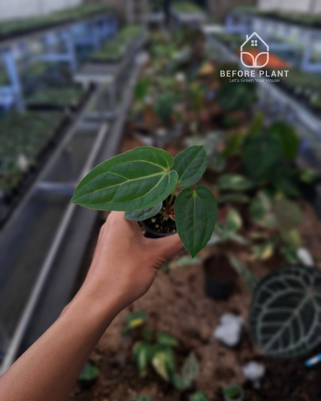 Anthurium Papillilaminum Variegated AOS Tezula x Golden Sunrise RVDP