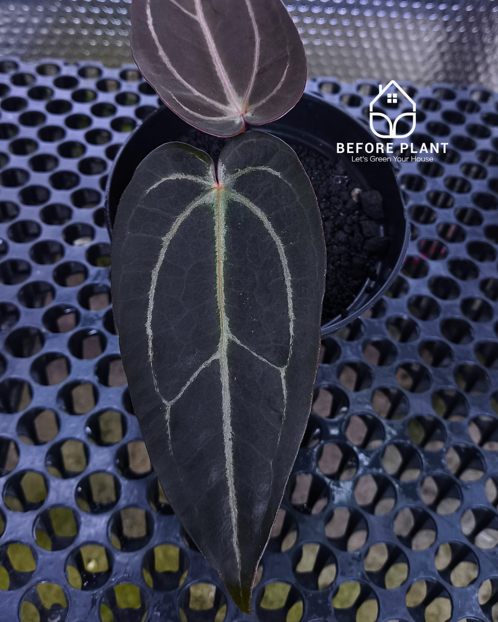 Anthurium ( Dark Handsome x Red Velvet Cake) X Black Venom