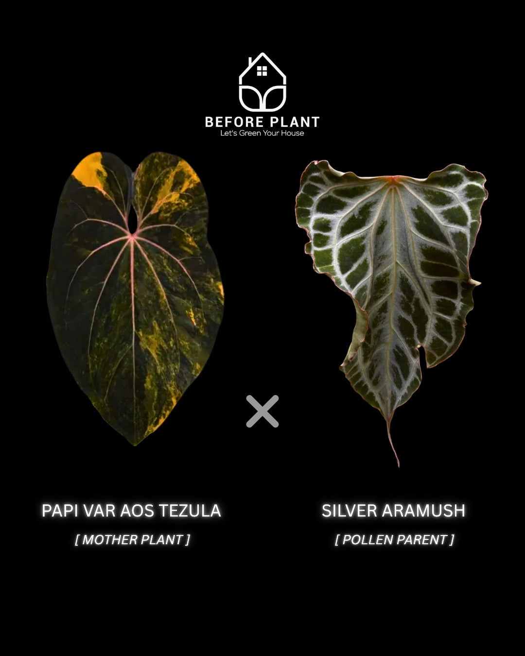 Exclusive seeds from Pap var AOS Tezula x Silver Aramush
