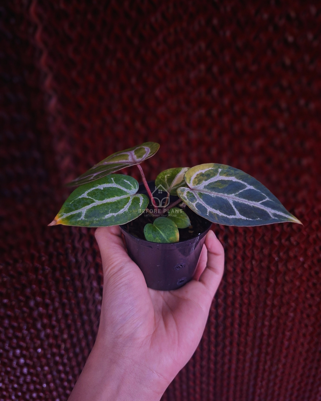 Anthurium Michelle Var x SKG Pink Lemonade Black Widow Michelle