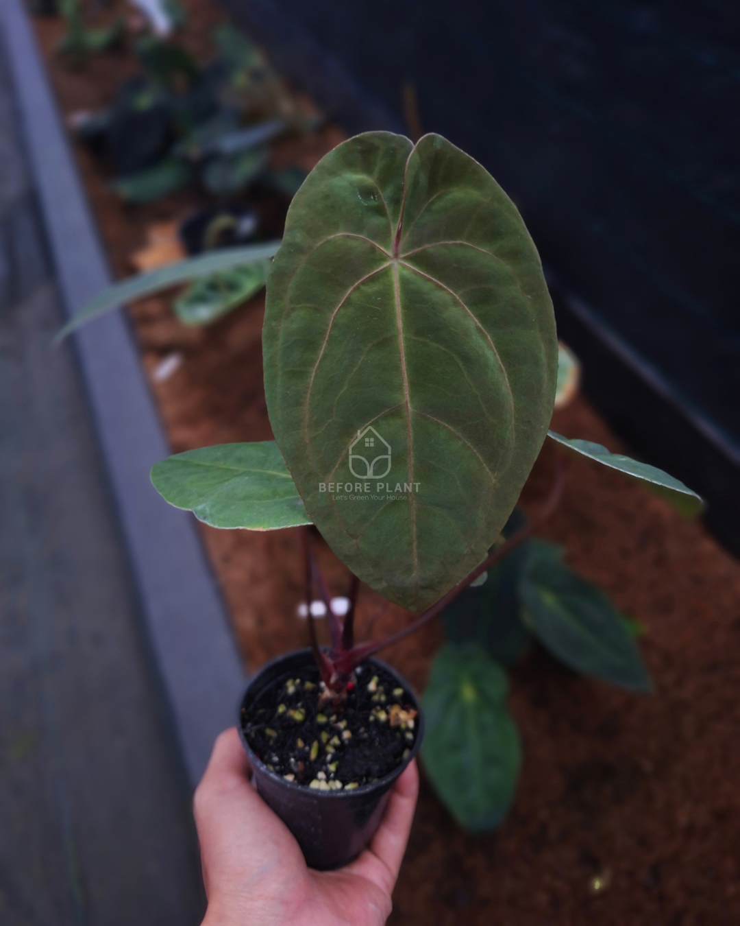 Anthurium Blood of Blue x Indigo