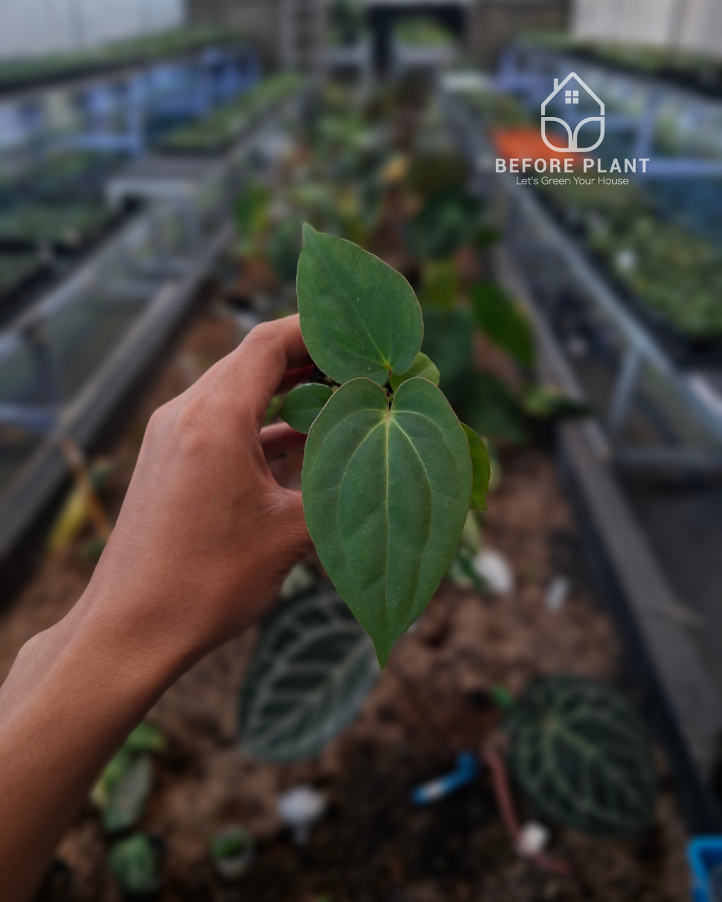Anthurium Papillilaminum Variegated AOS Tezula x Golden Sunrise RVDP