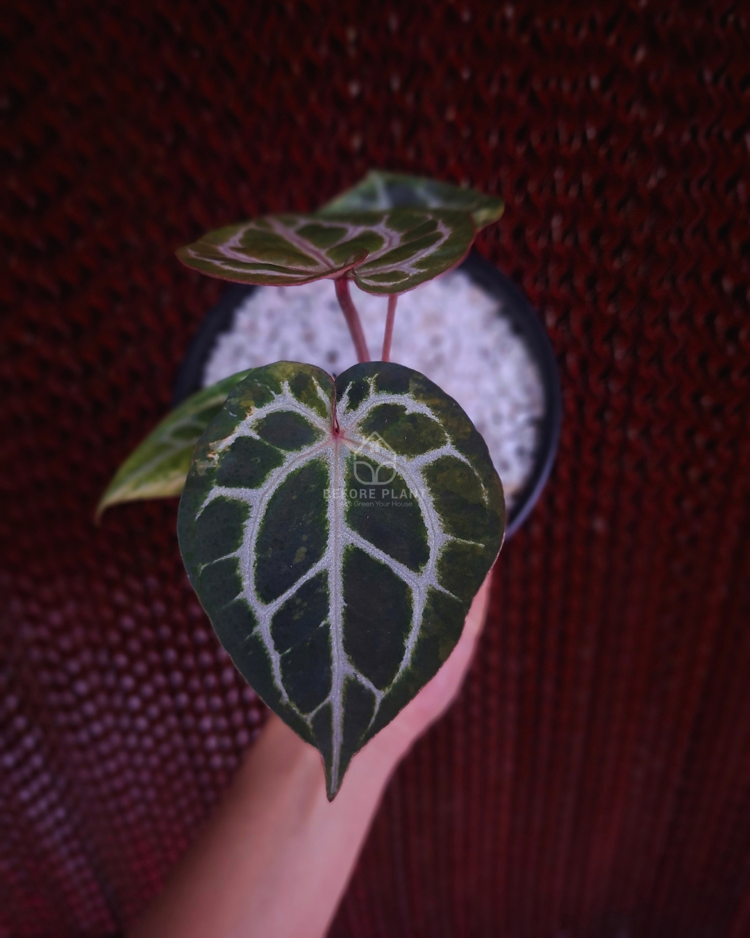 Anthurium Michelle x Silver Blush KOS/HU ( Variegated Form )