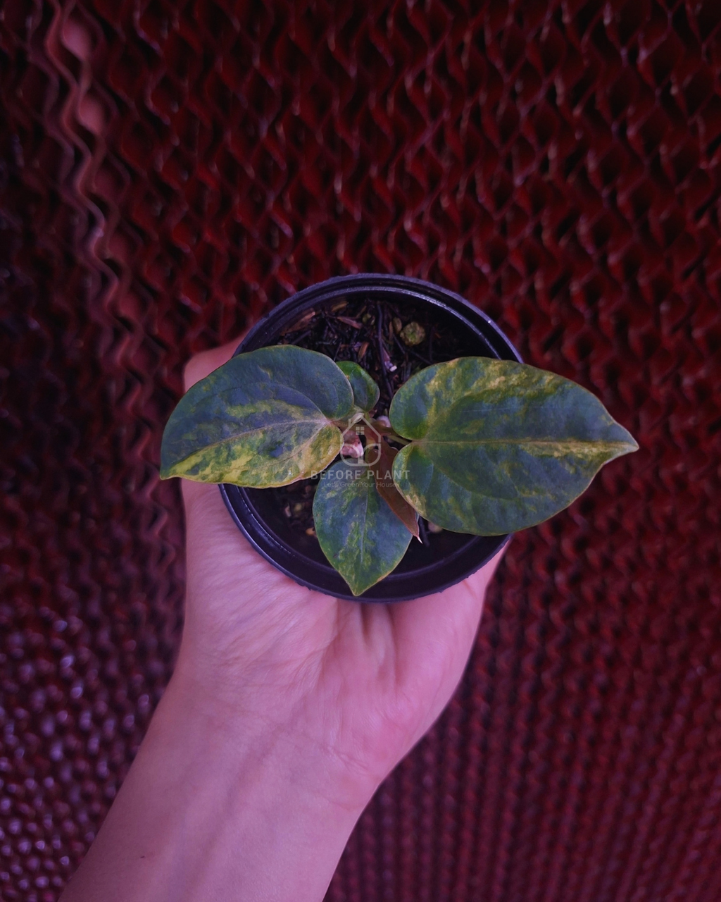 Anthurium Papi Var Dressleri x Michelle Variegated