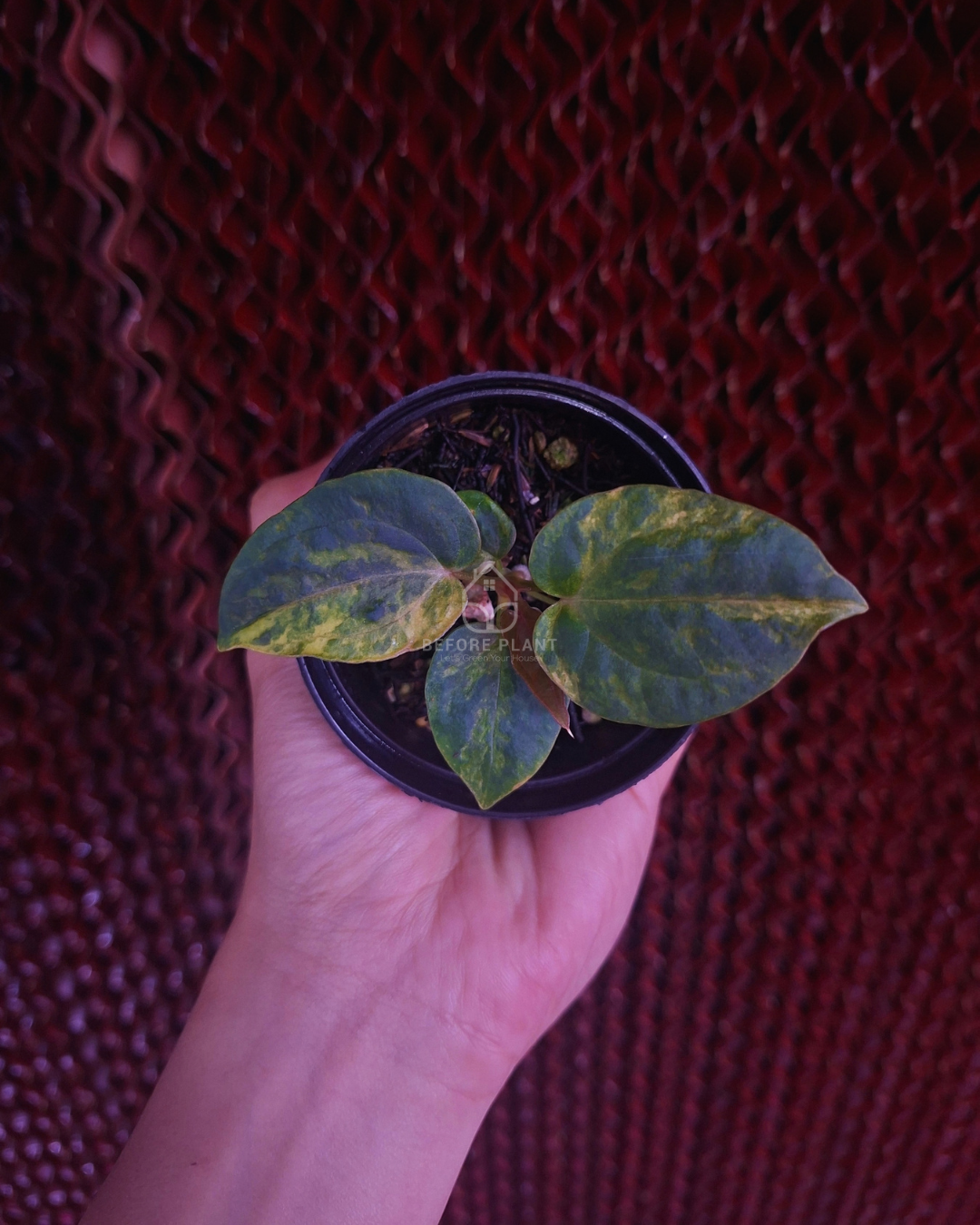 Anthurium Papi Var Dressleri x Michelle Variegated