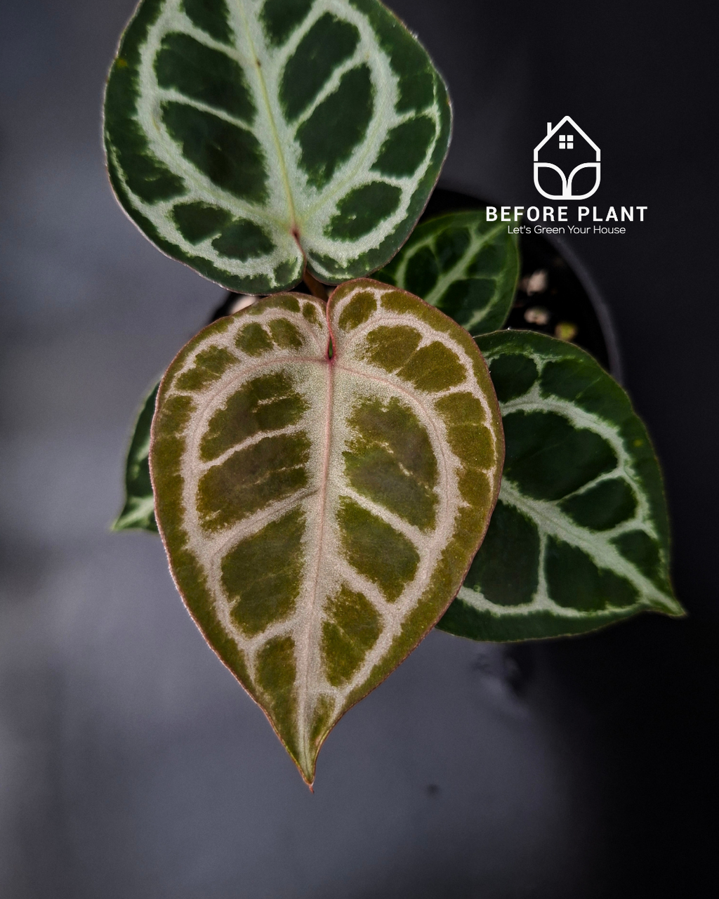 Anthurium King Of Spades / HU x Red Crystal NSE