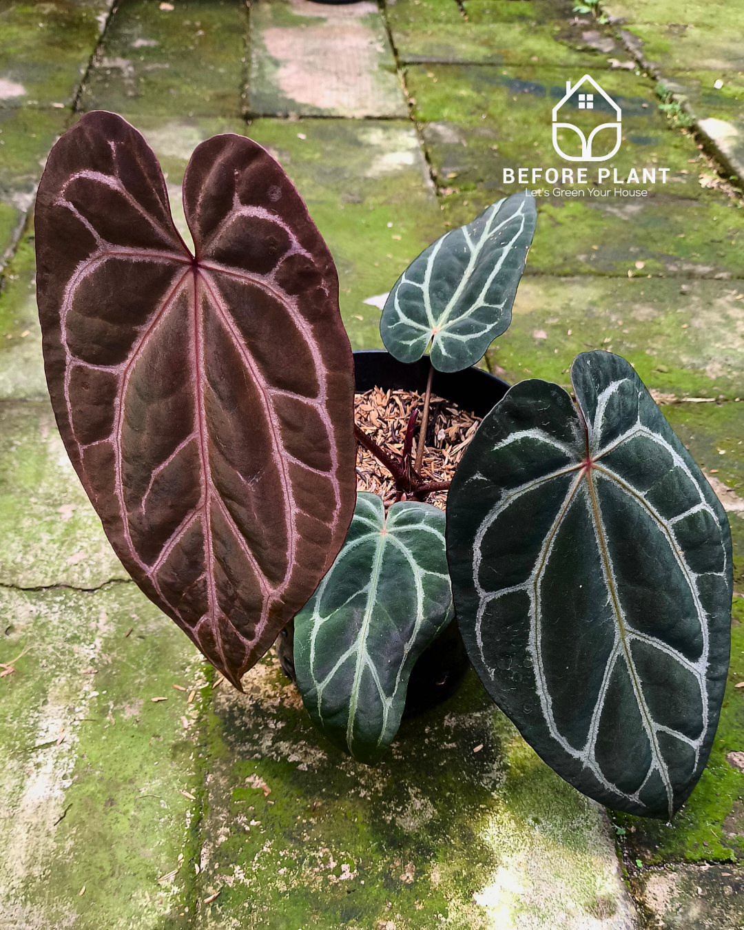 Anthurium BVIT X( Zara x Michelle )