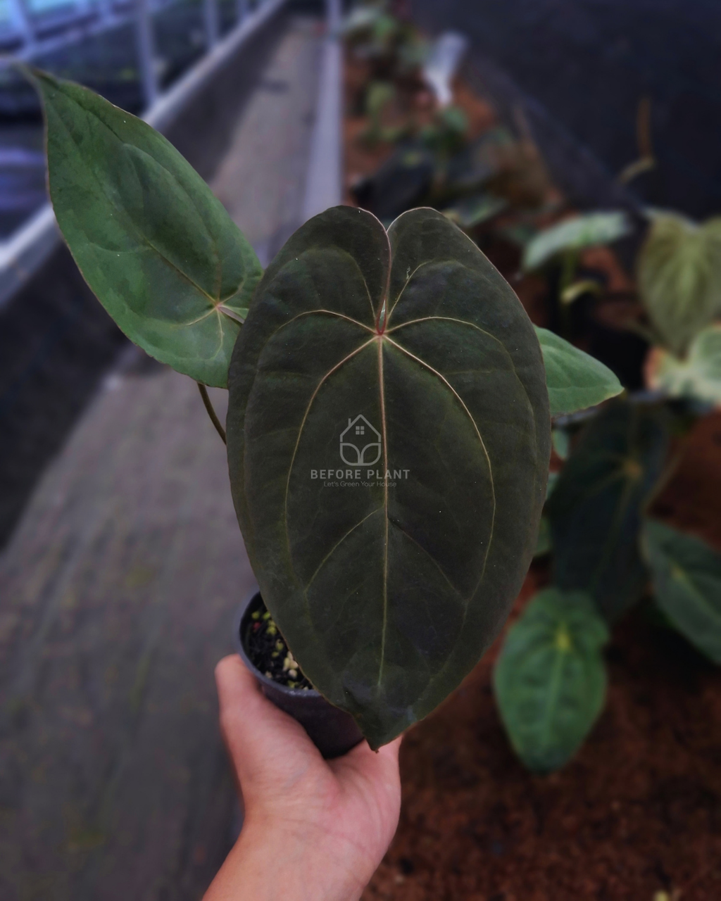 Anthurium Blood of Blue x Indigo