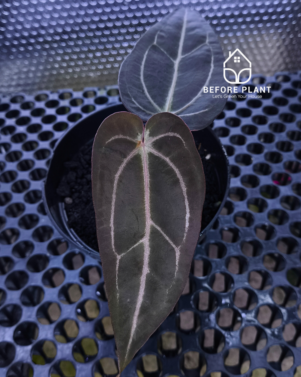 Anthurium ( Dark Handsome x Red Velvet Cake) X Black Venom