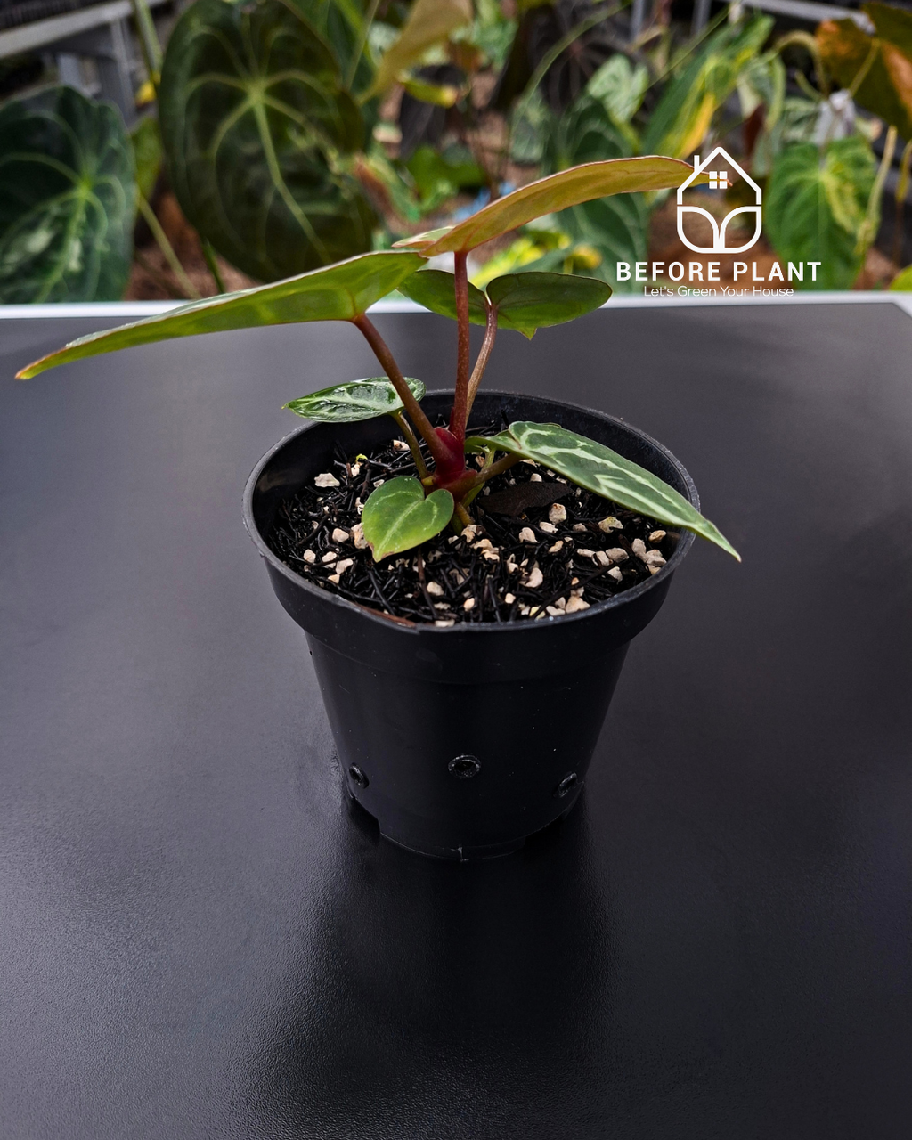 Anthurium King Of Spades / HU x Red Crystal NSE