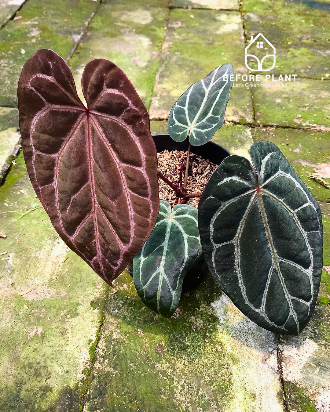 Anthurium BVIT X( Zara x Michelle )