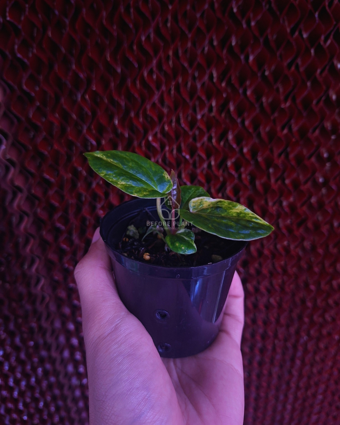 Anthurium Papi Var Dressleri x Michelle Variegated