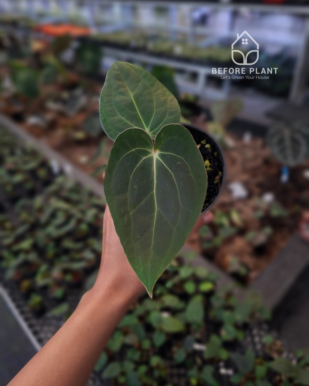 Anthurium Carla Portillae NSE x Papillilaminum Var Aos Tezula