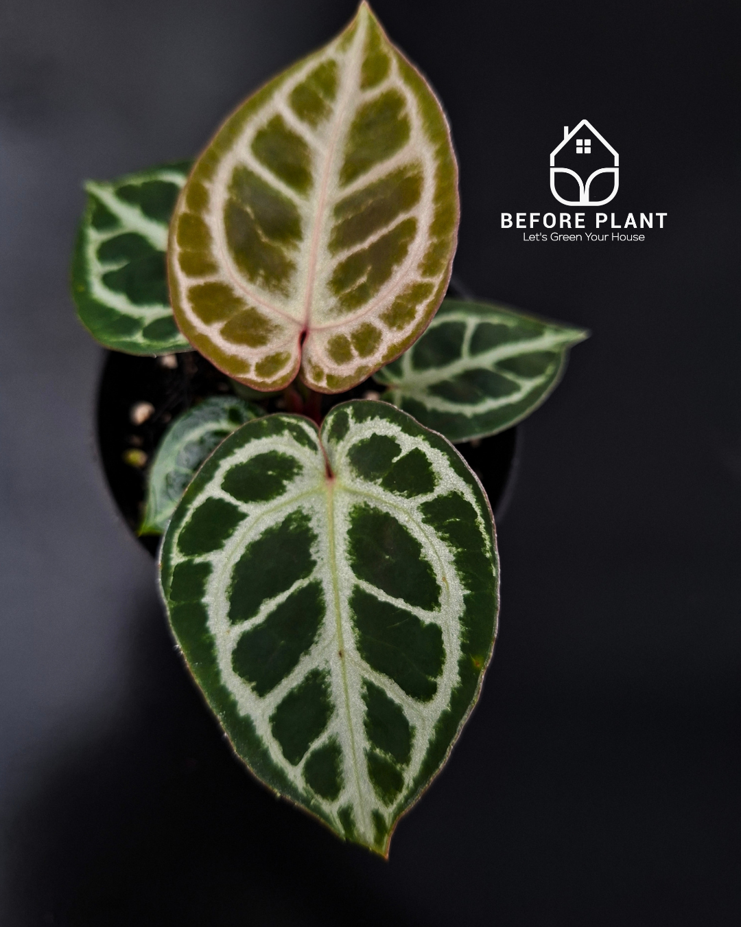 Anthurium King Of Spades / HU x Red Crystal NSE