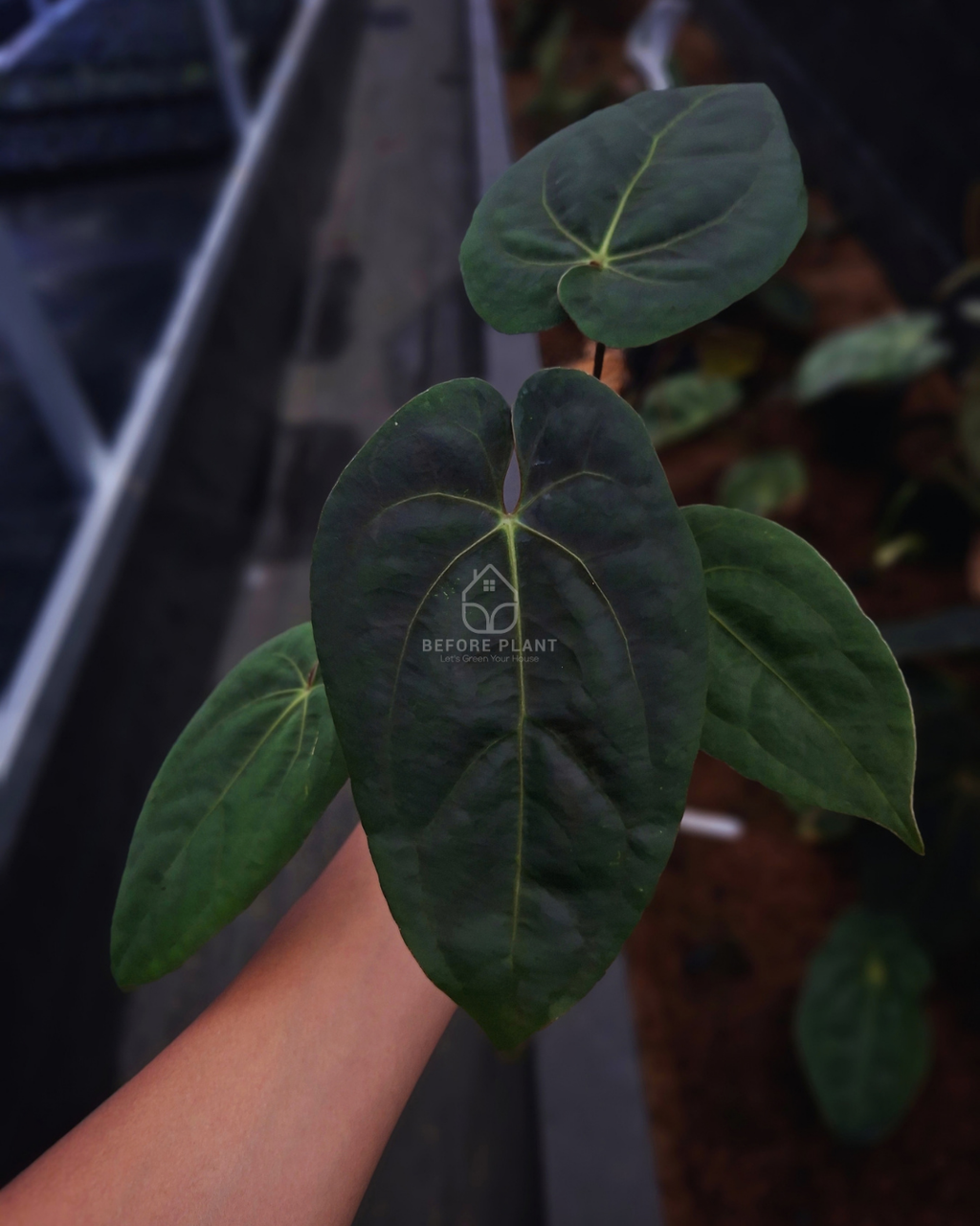 Anthurium Blood of Blue x Indigo