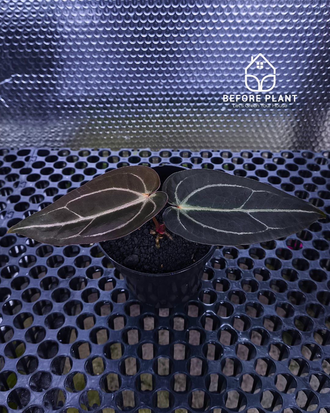 Anthurium ( Dark Handsome x Red Velvet Cake) X Black Venom