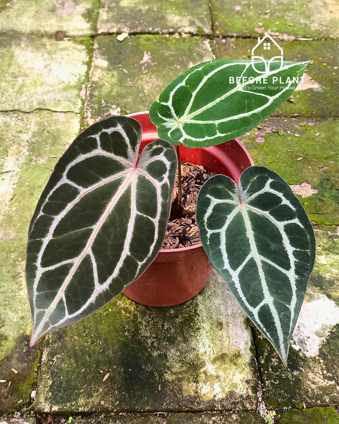 Anthurium BVIT X( Zara x Michelle )