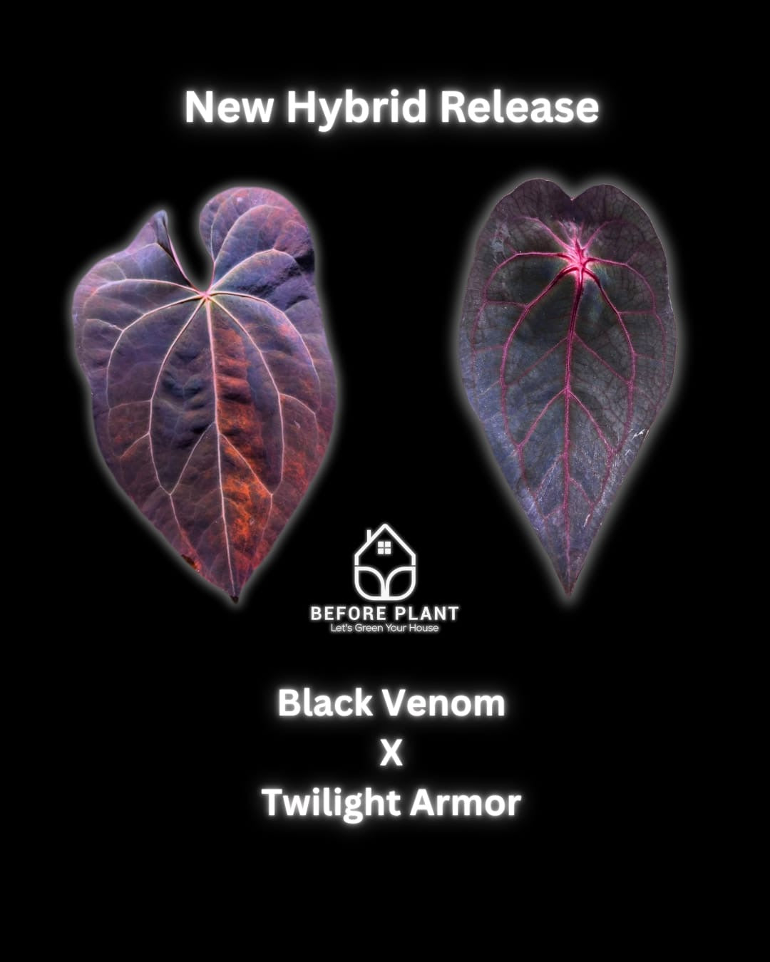 Anthurium Black Venom x Twilight Armor