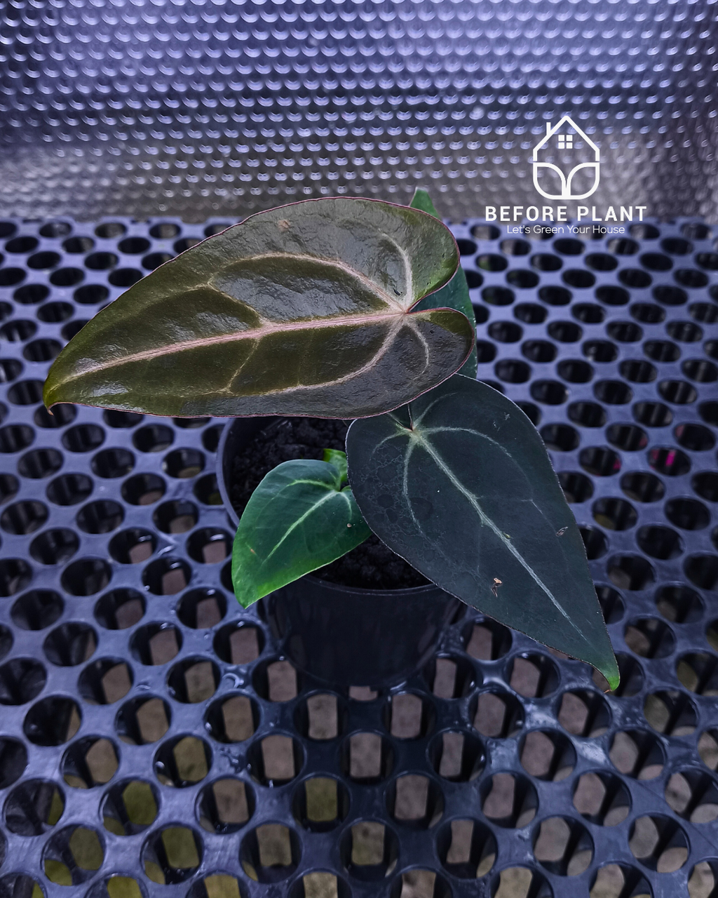 Anthurium ( Dark Handsome x Red Velvet Cake) X Black Venom