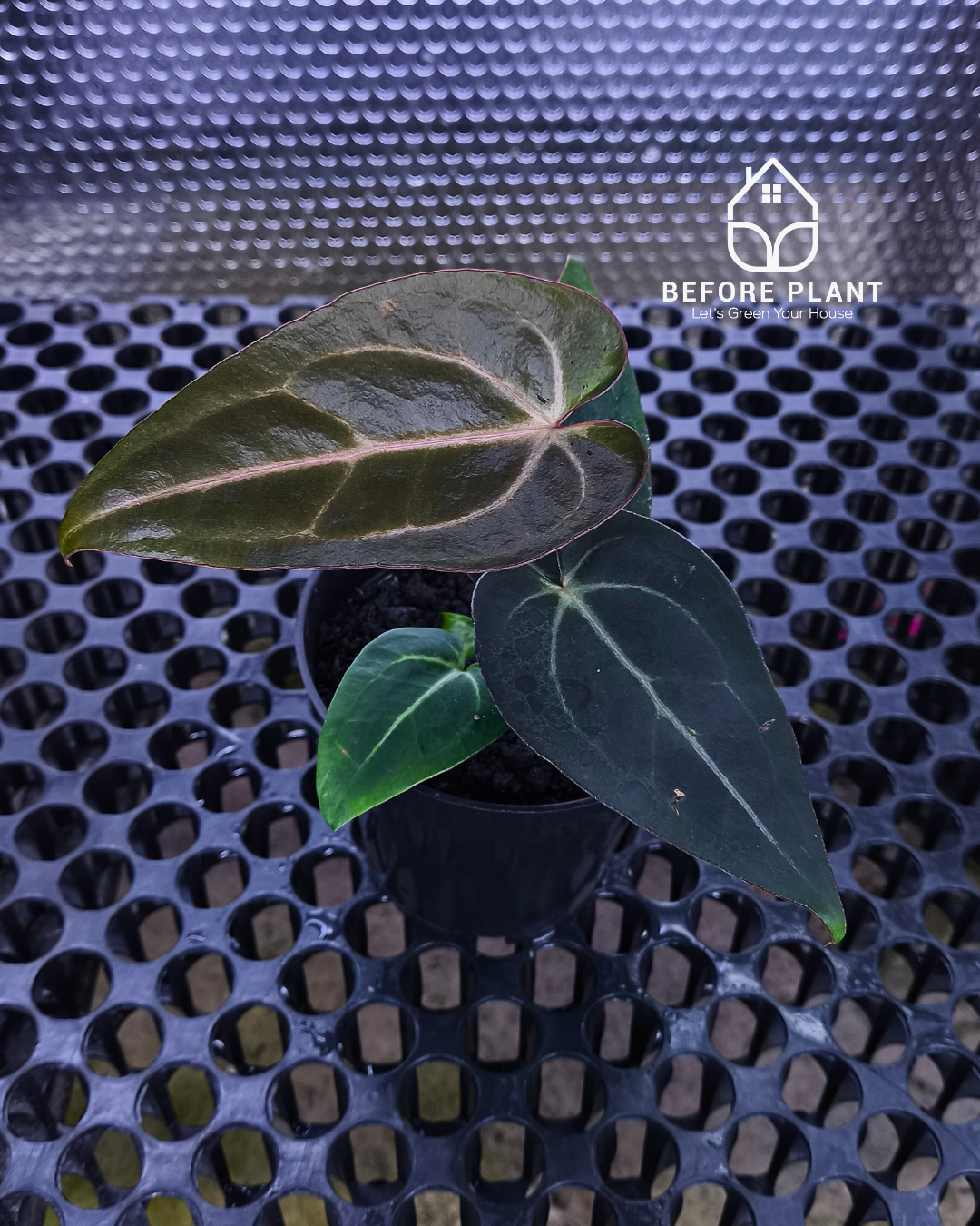 Anthurium ( Dark Handsome x Red Velvet Cake) X Black Venom