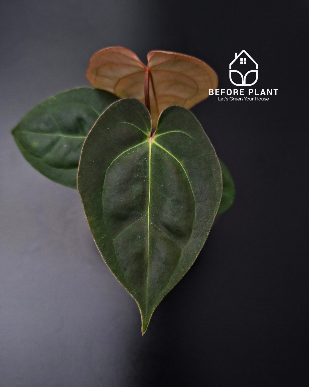 Anthurium Goliath x Michelle Pink