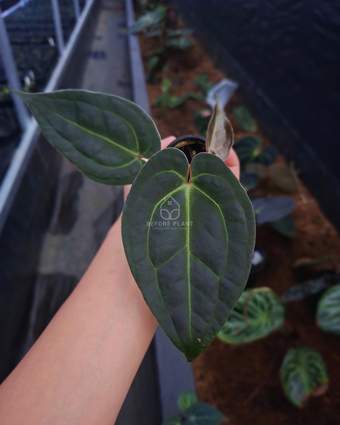 Anthurium Papi Var Black Muscle x Red Tiger