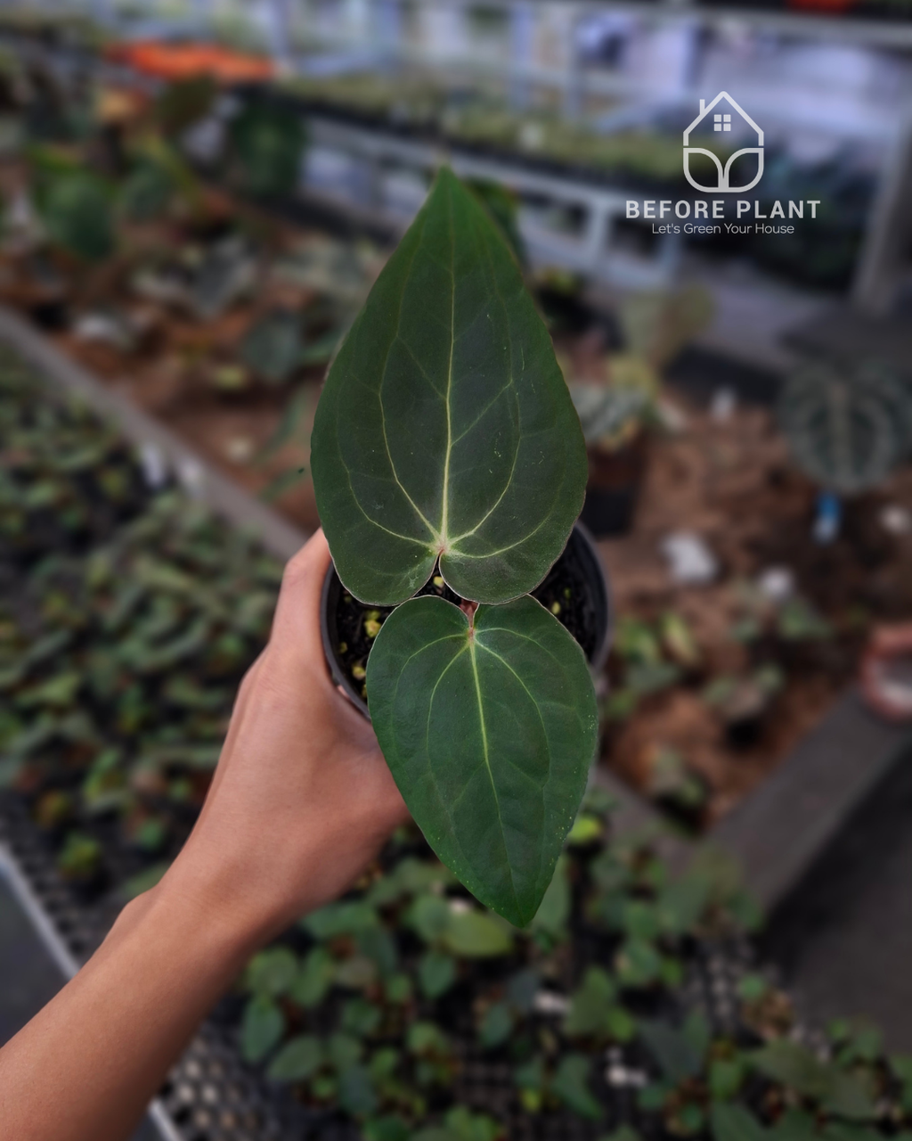 Anthurium Carla Portillae NSE x Papillilaminum Var Aos Tezula