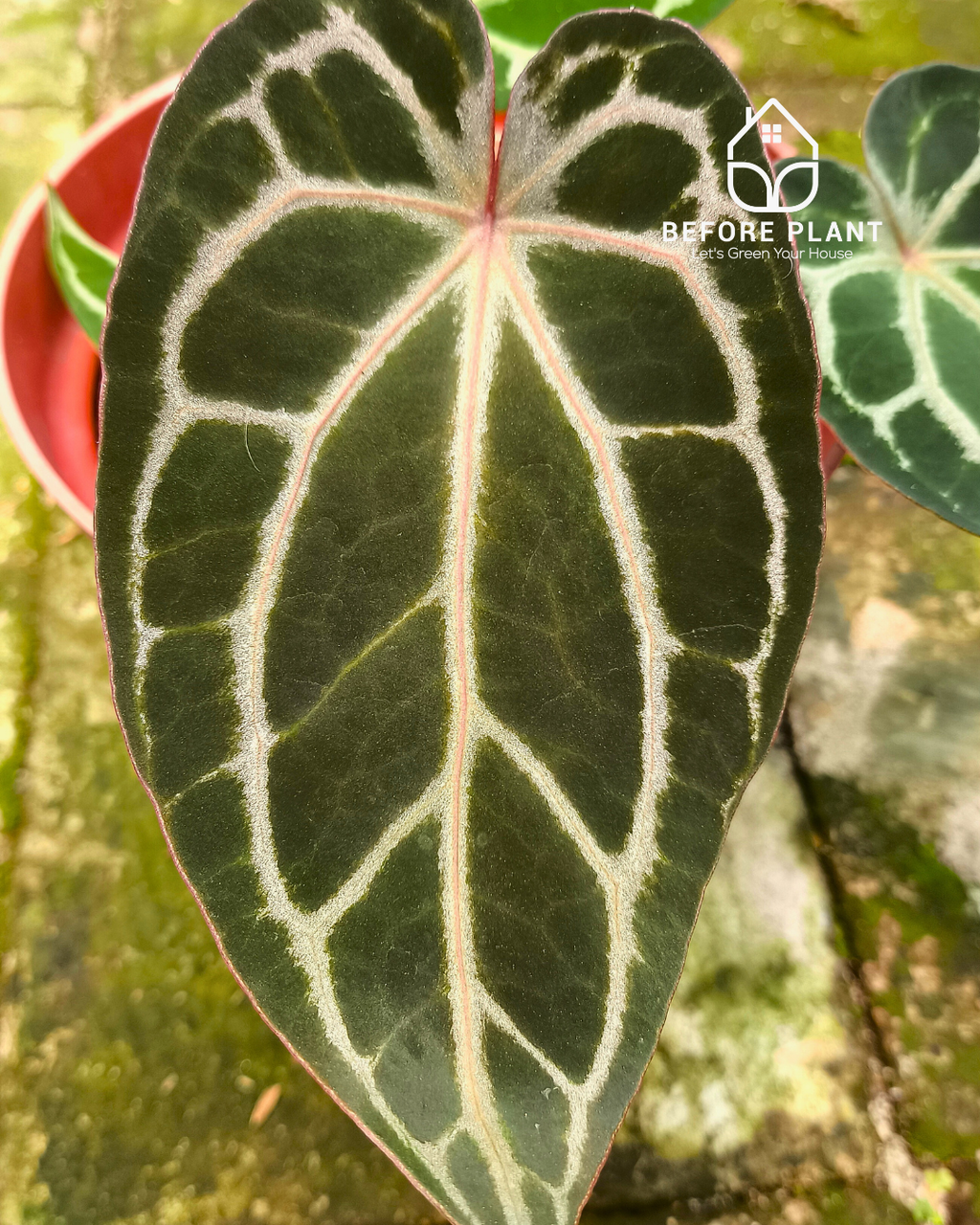 Anthurium BVIT X( Zara x Michelle )