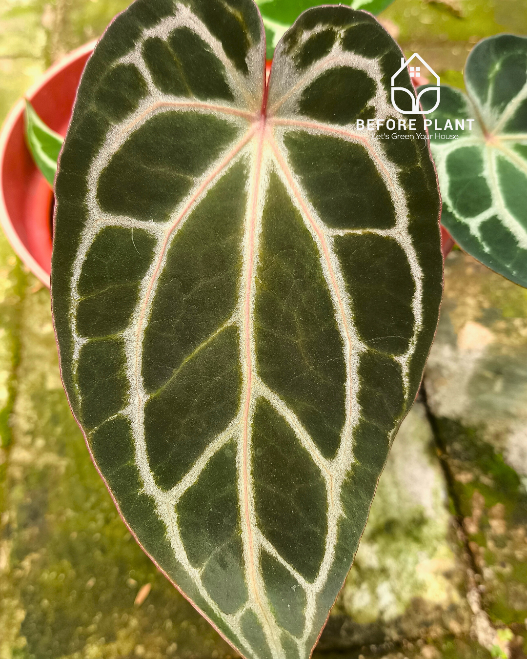 Anthurium BVIT X( Zara x Michelle )