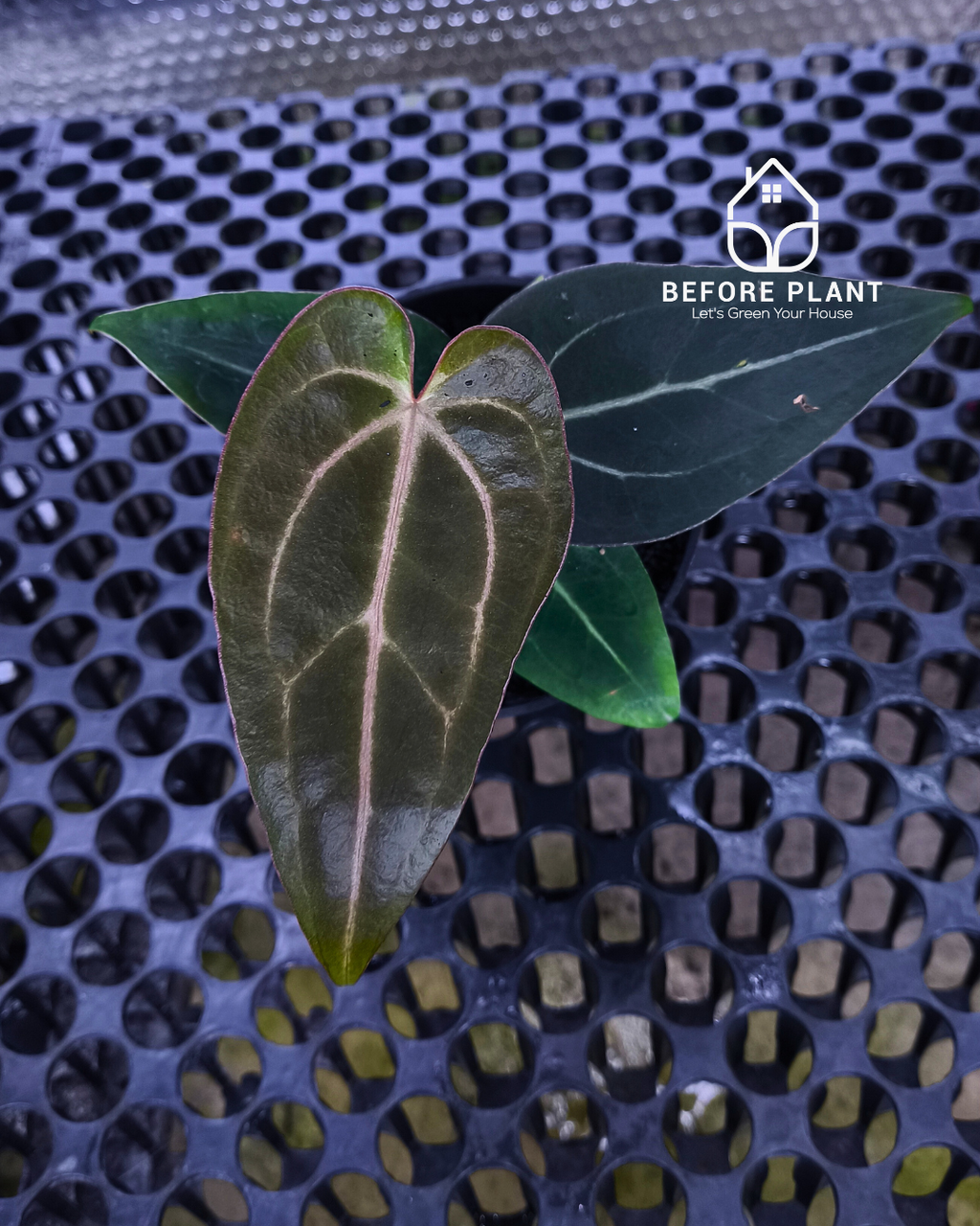 Anthurium ( Dark Handsome x Red Velvet Cake) X Black Venom