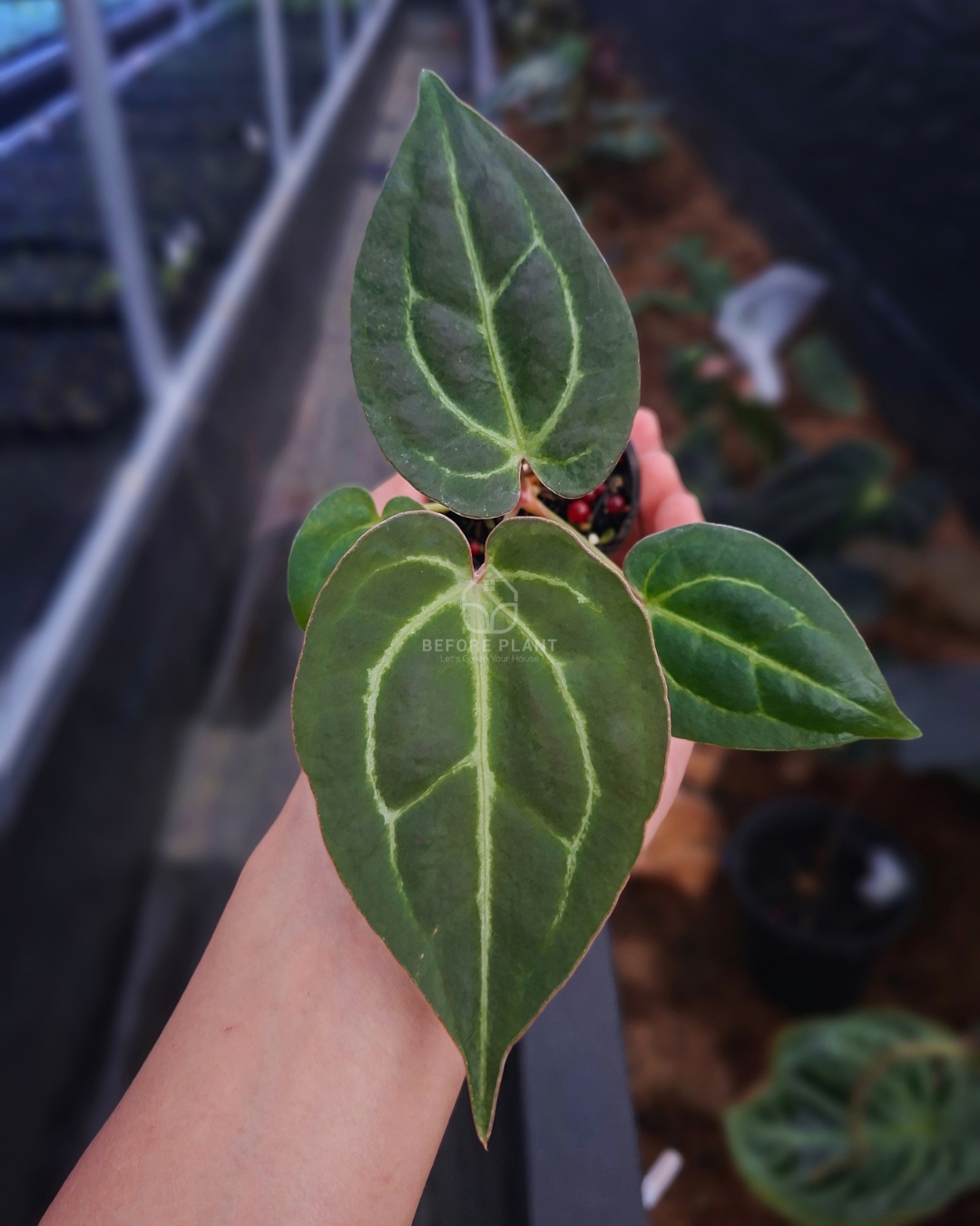 Anthurium Papi Var Black Muscle x Red Tiger