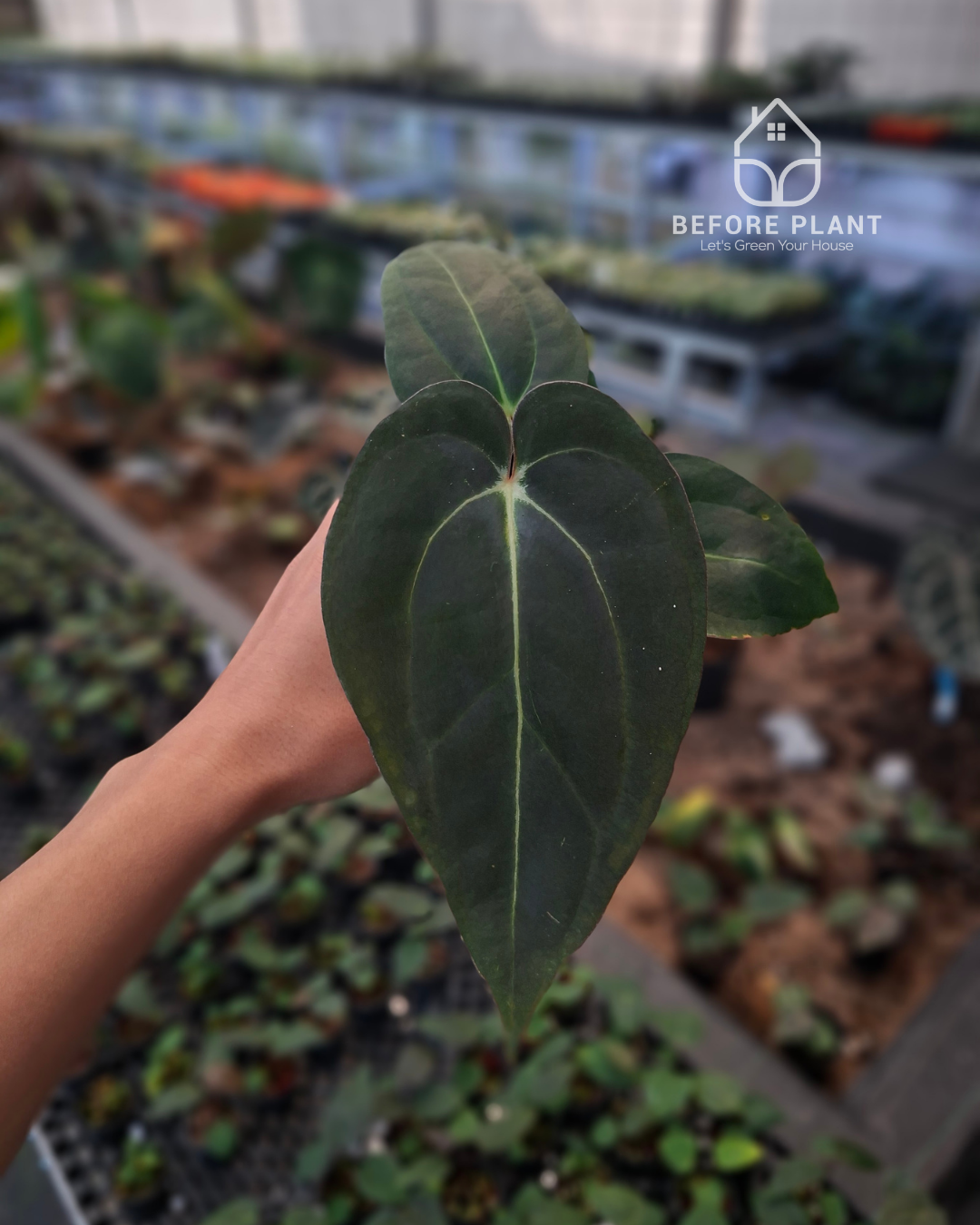 Anthurium Carla Portillae NSE x Papillilaminum Var Aos Tezula