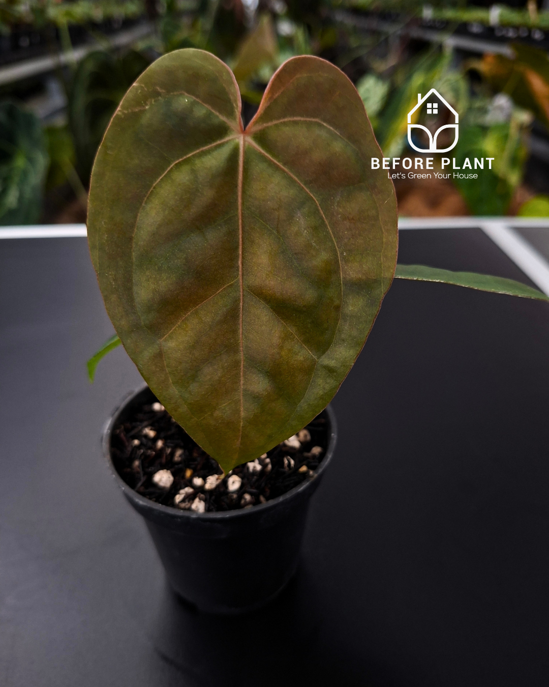 Anthurium Goliath x Michelle Pink
