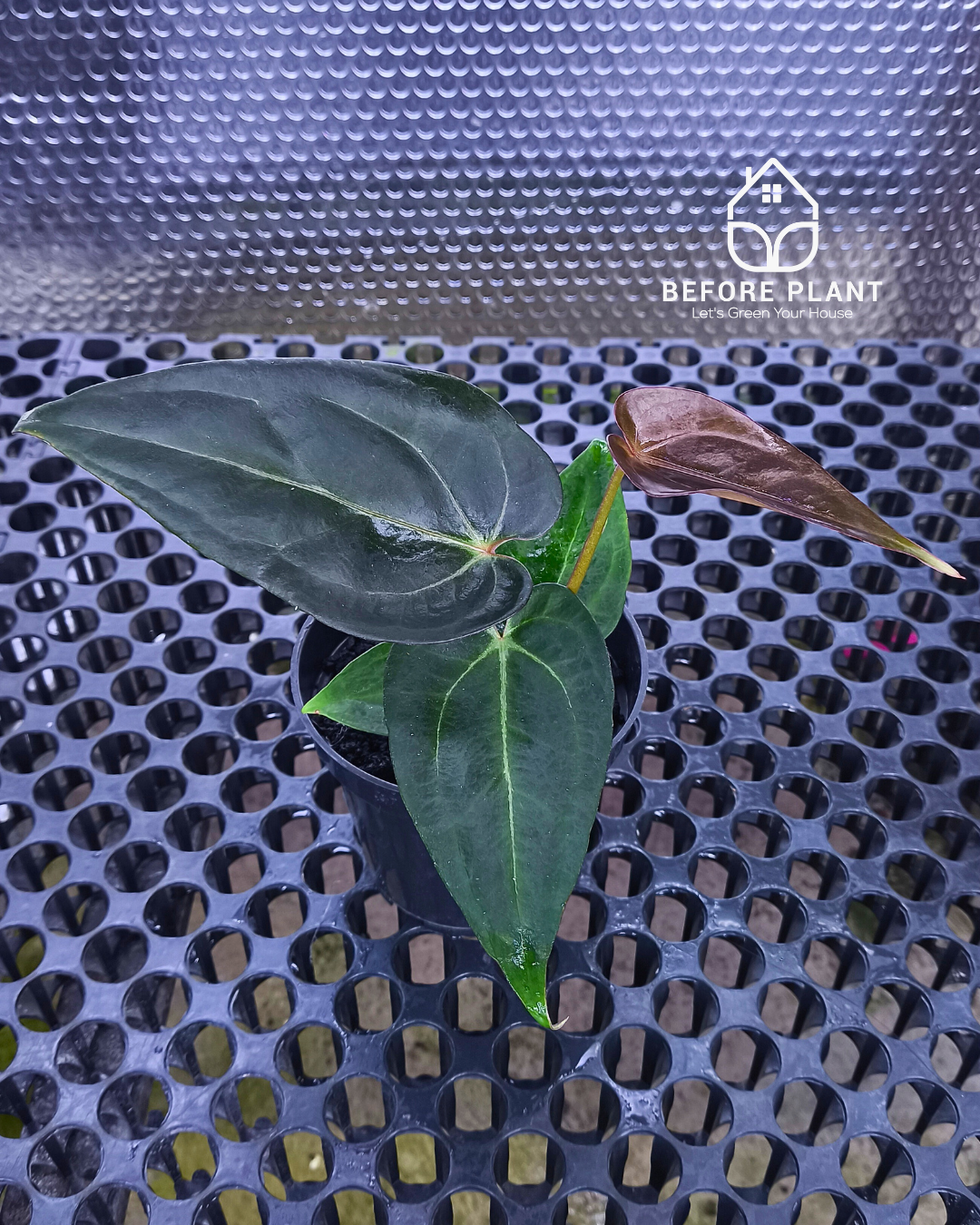 Anthurium ( Dark Handsome x Red Velvet Cake) X Black Venom