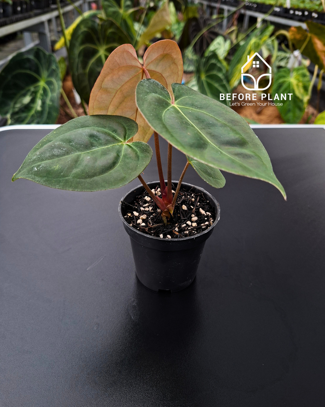Anthurium Goliath x Michelle Pink