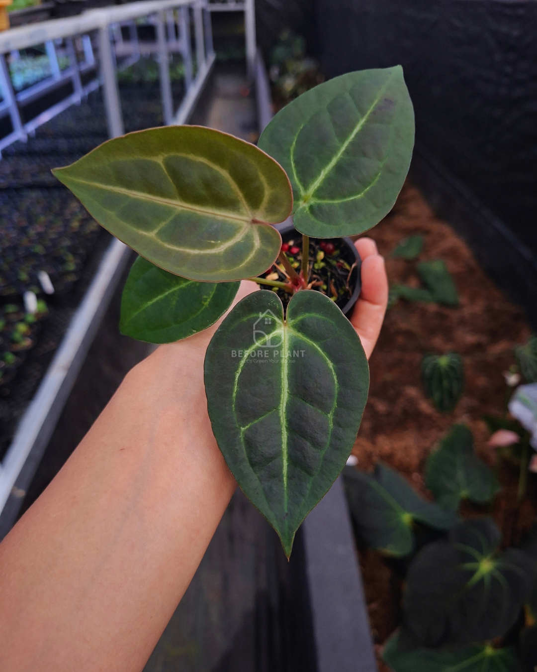 Anthurium Papi Var Black Muscle x Red Tiger