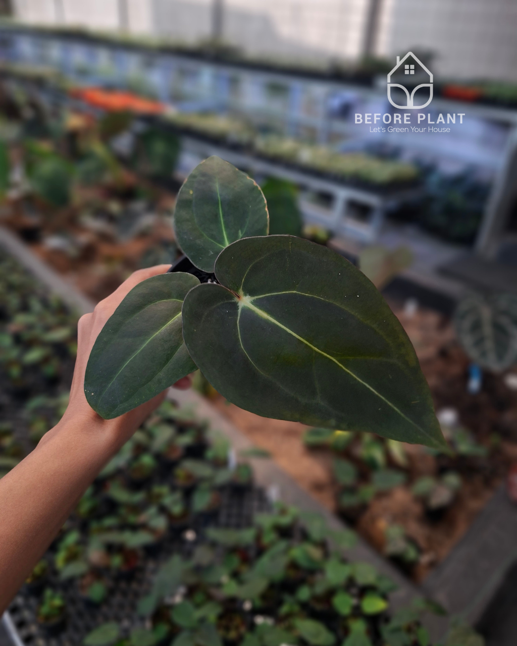 Anthurium Carla Portillae NSE x Papillilaminum Var Aos Tezula
