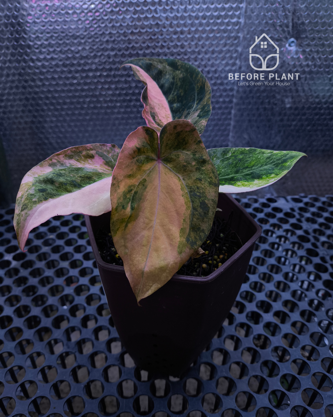 Anthurium Papillilaminum Pink x Red Crystal