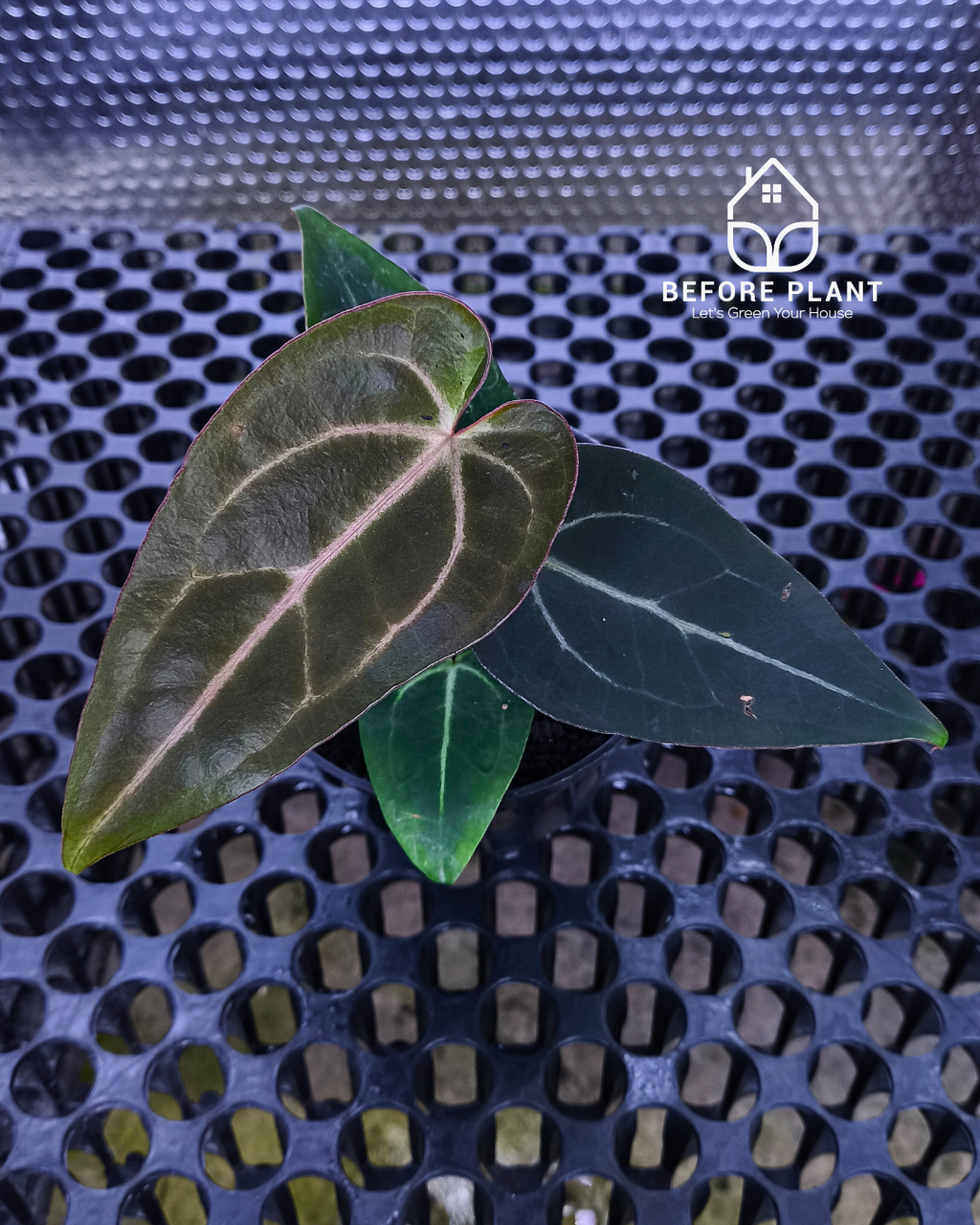 Anthurium ( Dark Handsome x Red Velvet Cake) X Black Venom