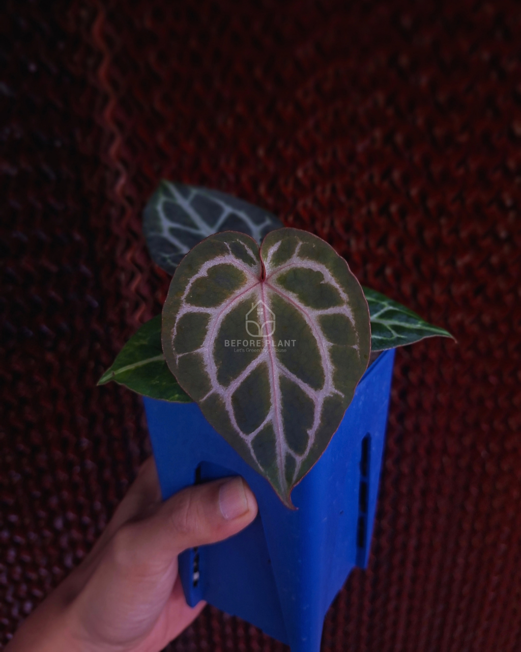 Anthurium Michelle x Silver Blush KOS ( Standard Form )