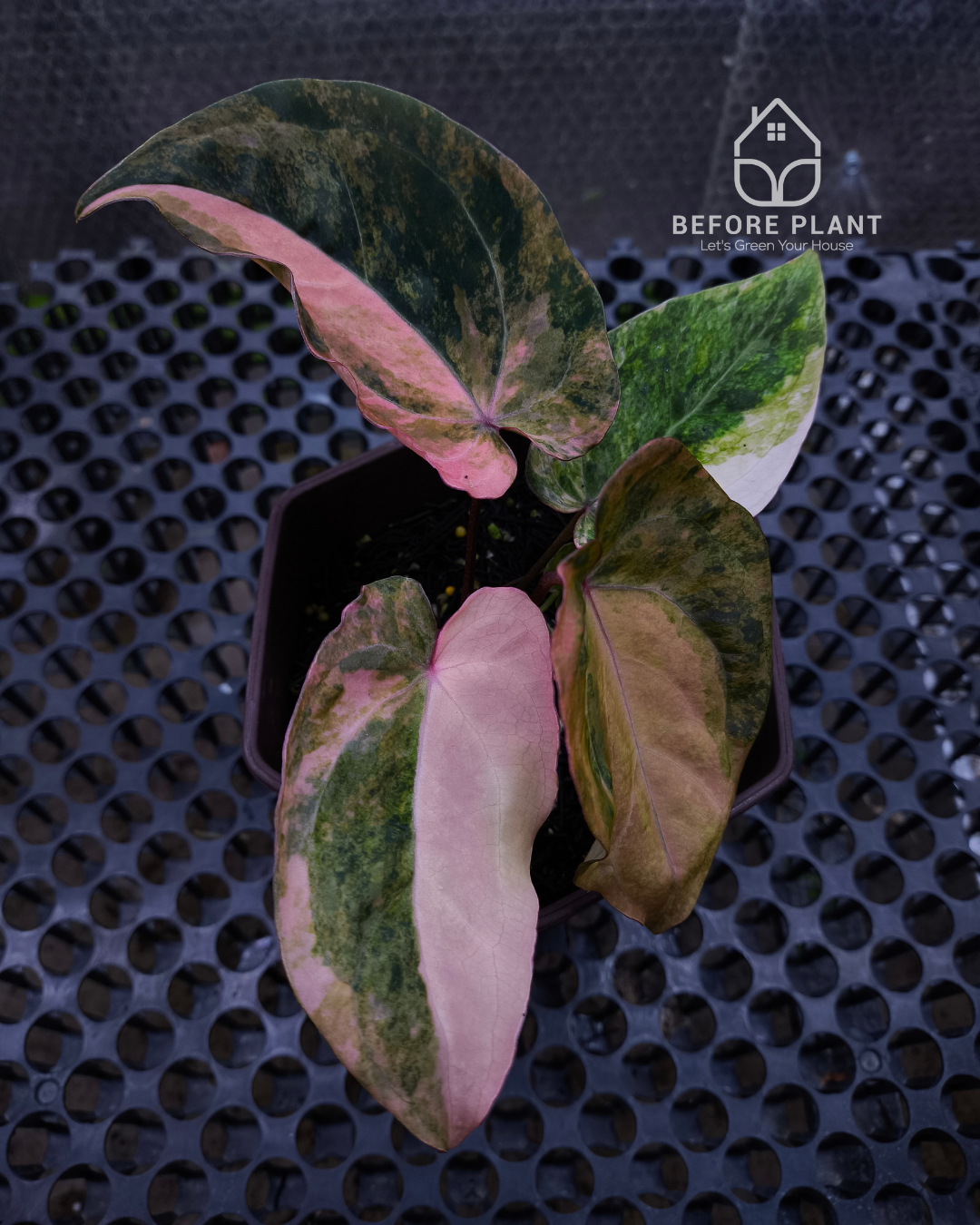 Anthurium Papillilaminum Pink x Red Crystal