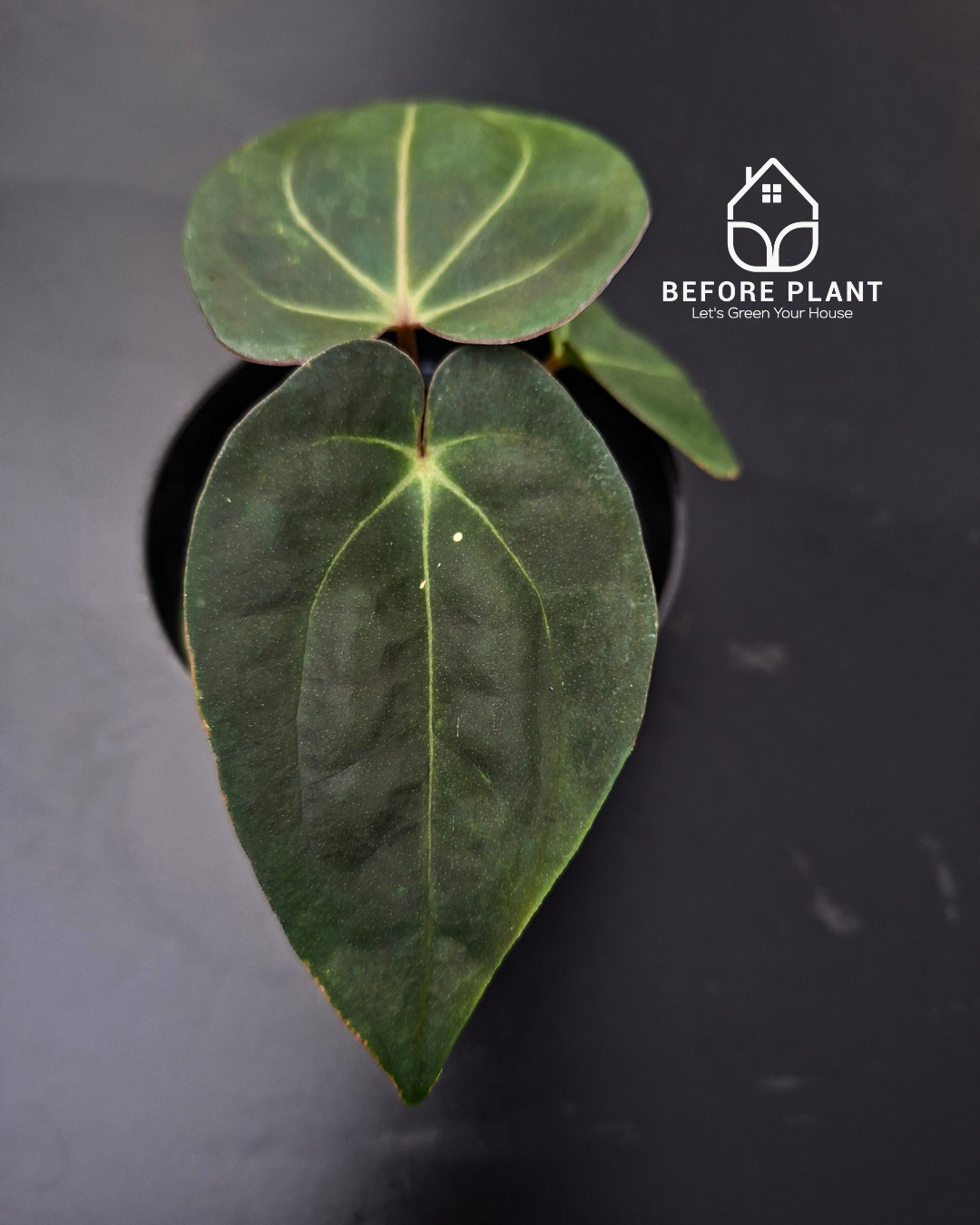 Anthurium Carla Portillae NSE x Papillilaminum Var Aos Tezula