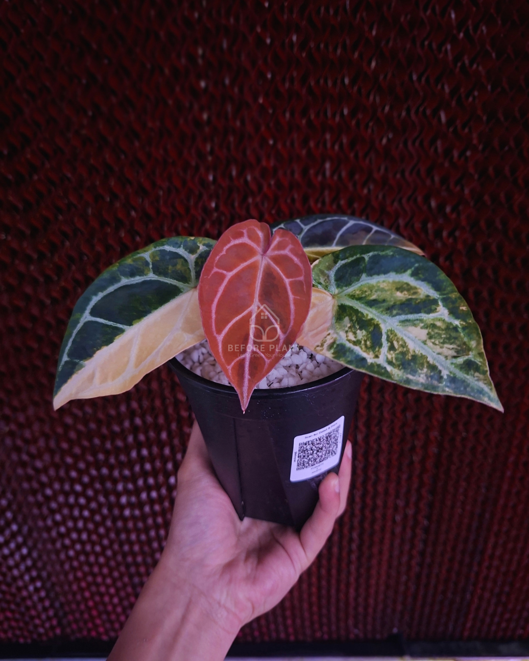 Anthurium Forgetii Var Australi x Mystique Selected