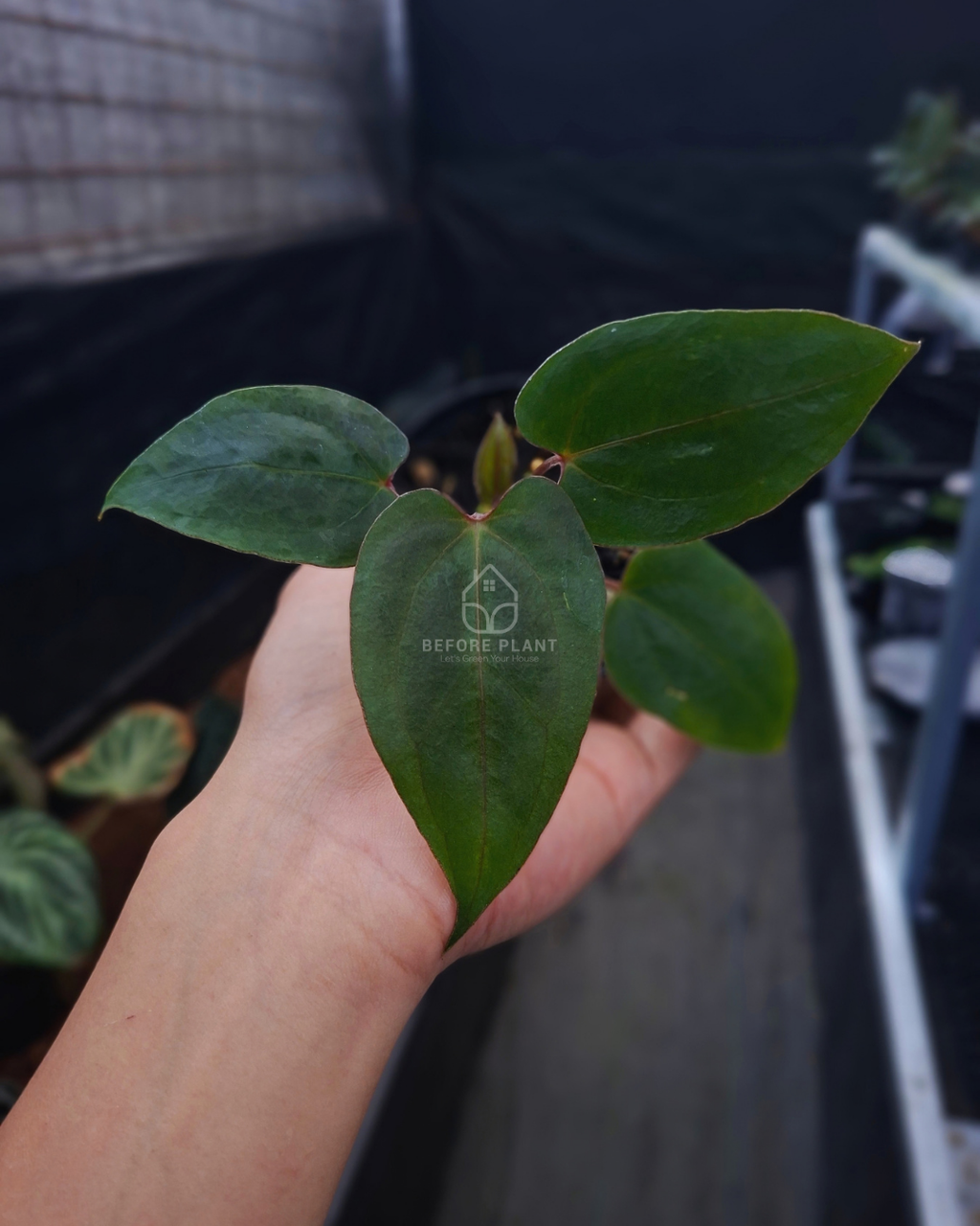 Anthurium Blood Of Blue x Self