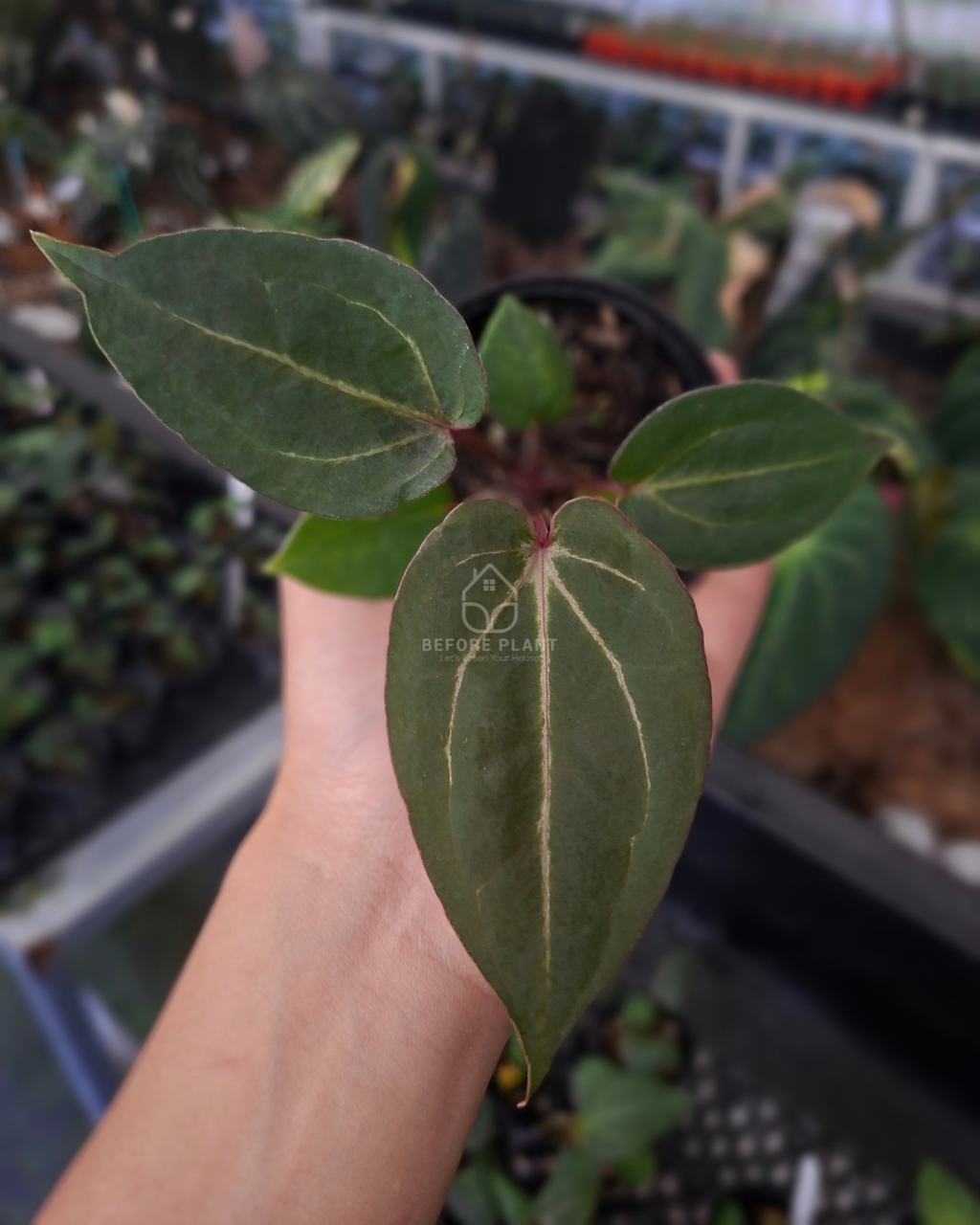 Anthurium Blood of Blue x Michelle