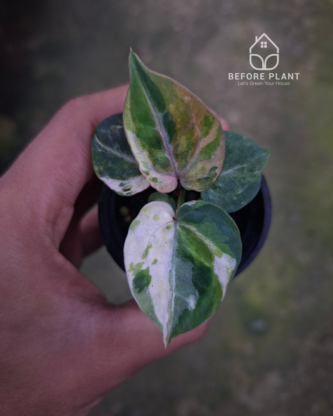 Anthurium Michelle x Silver Blush KOS/HU