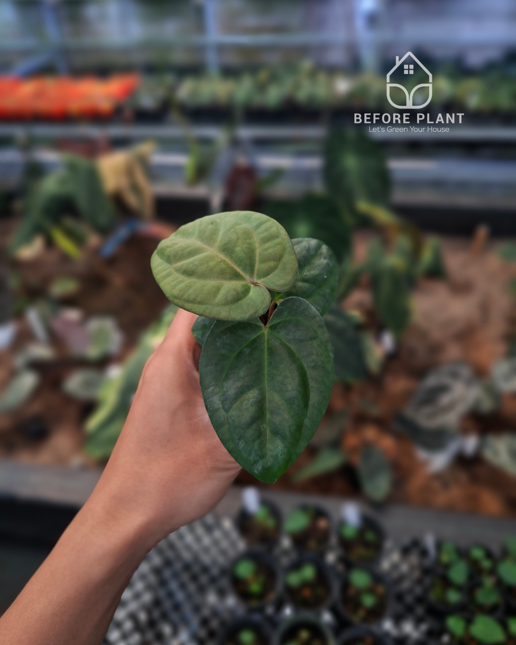 Anthurium Goliath Red Vein Dark Phoenix ( RVDP ) x Self