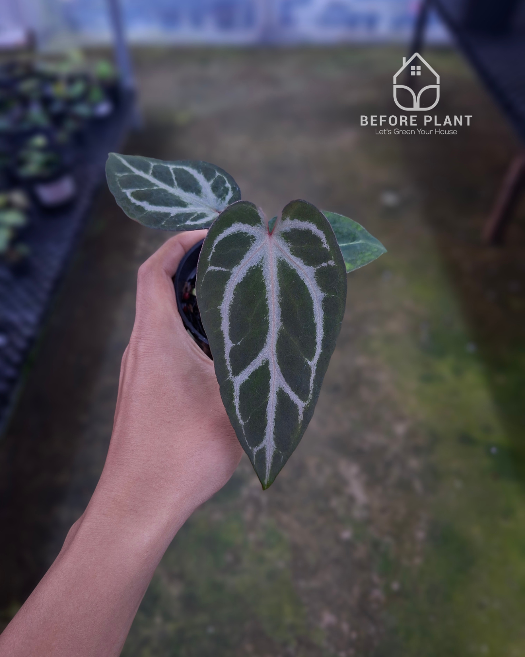 Anthurium Indigo x Silver Butterfly