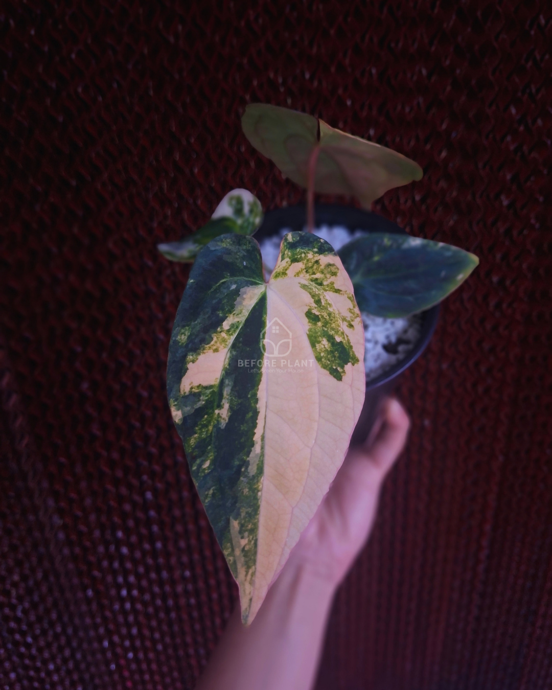 Anthurium Papi Var Magnificum x Night Dragon